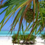 Voyage tanzanie zanzibar tout compris : comment choisir la bonne formule sans se tromper
