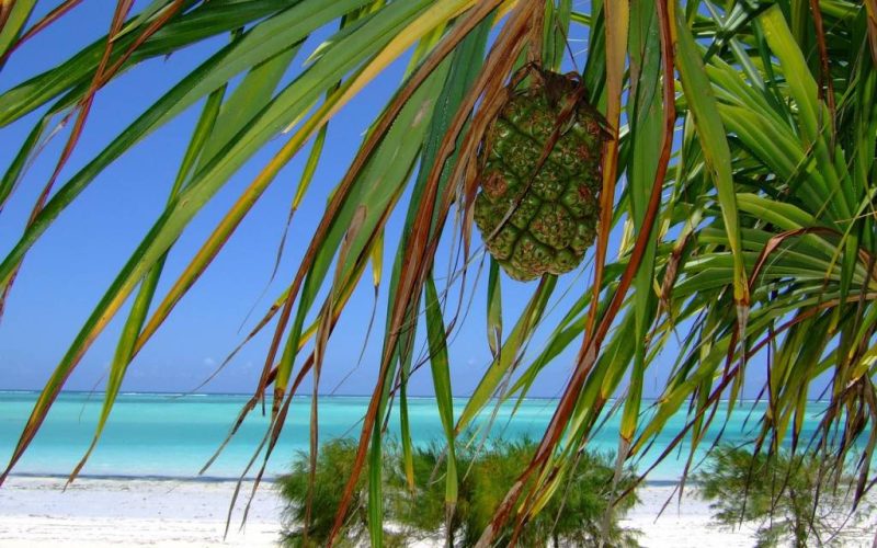 Voyage tanzanie zanzibar tout compris : comment choisir la bonne formule sans se tromper