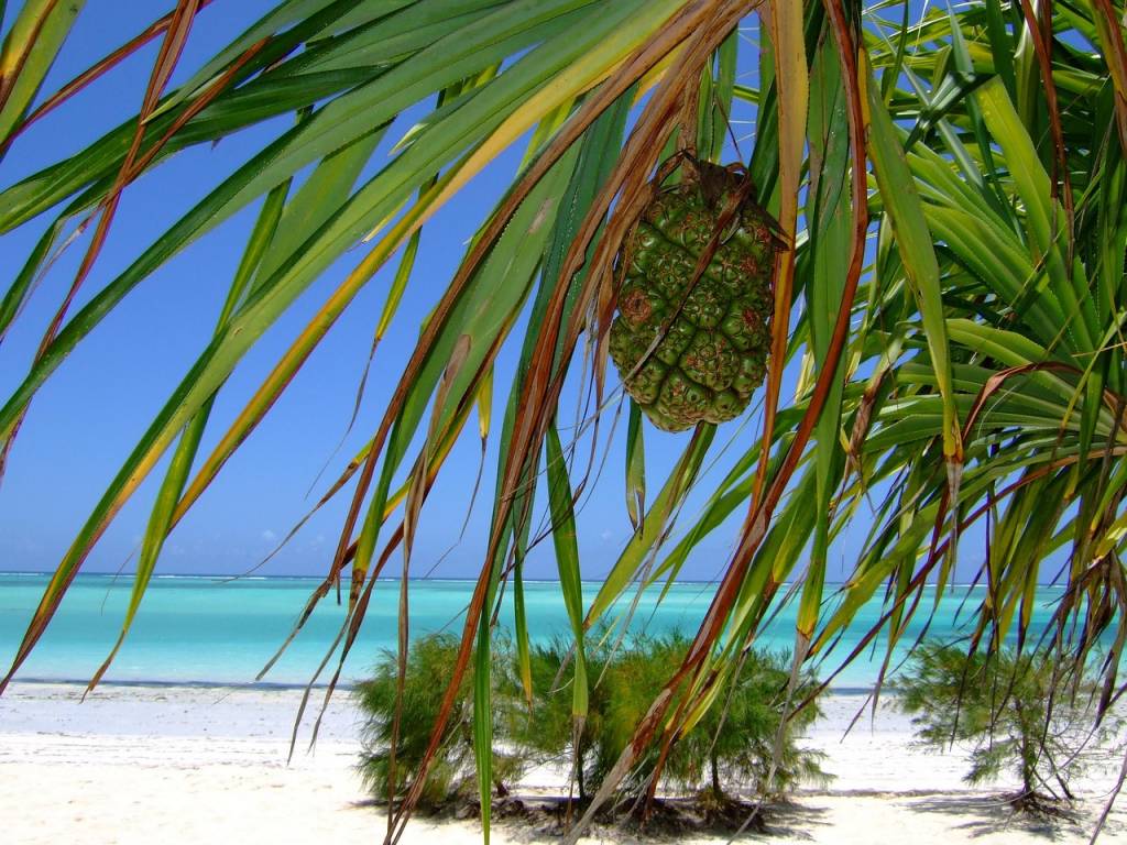 Voyage tanzanie zanzibar tout compris : comment choisir la bonne formule sans se tromper