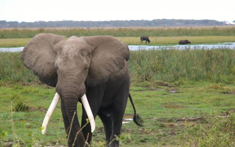 Safari afrique australe : les plus belles réserves pour observer les big five